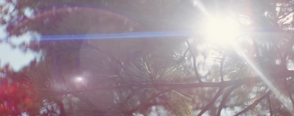 Sunlight shines through pine tree needles