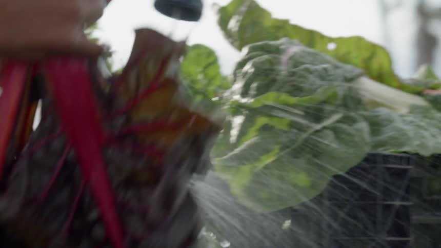 A man washing large chards leaves