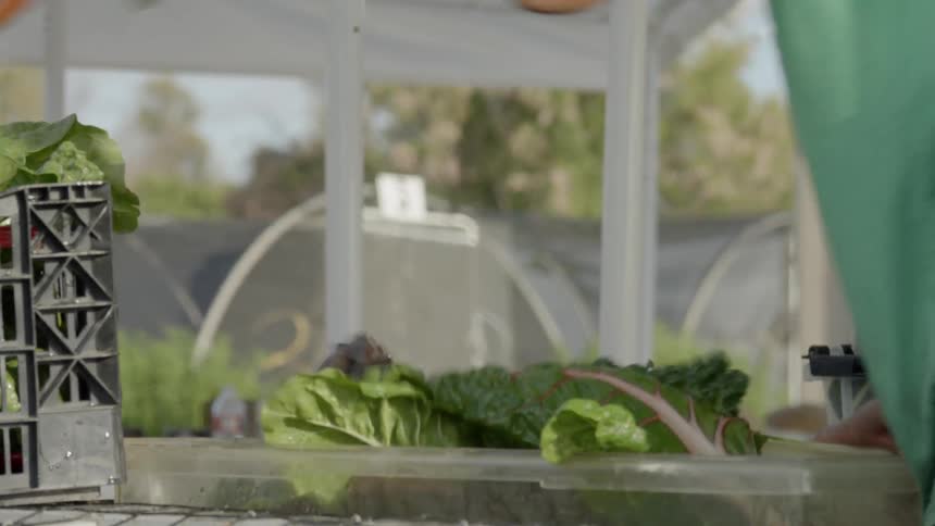 A man is sorting vegetables from a bin