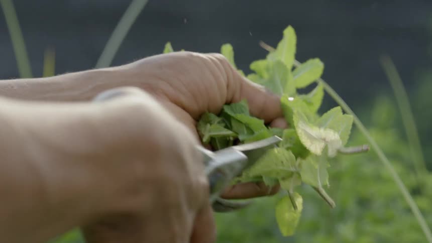 A gardener trimming harvested herbs