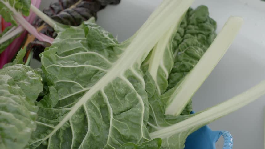 Leafy greens are washed down in a bin