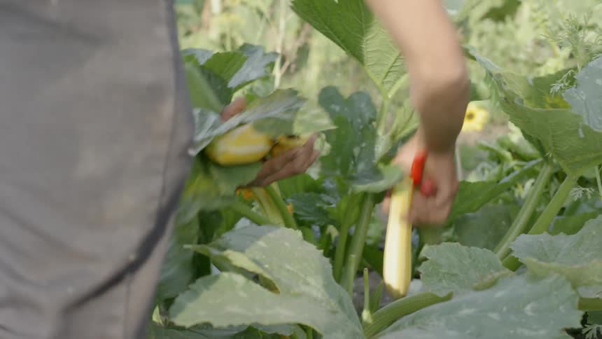 Man picking vegetables from a garden