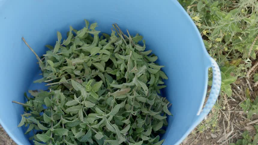 Bucket being filled with mint leaves