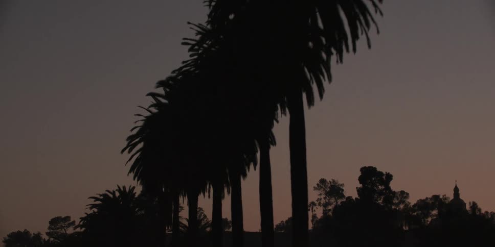Looking up at palm trees along the road side at dusk