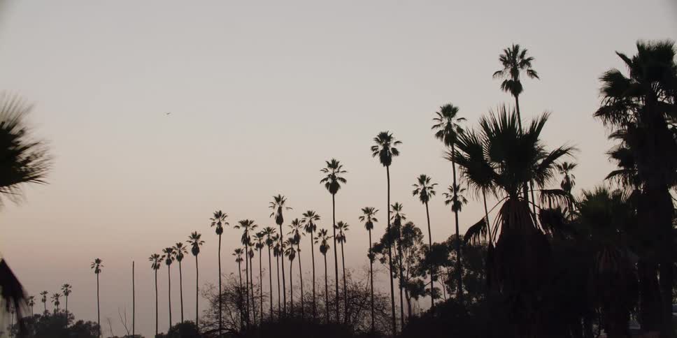 Palm trees high in the sky