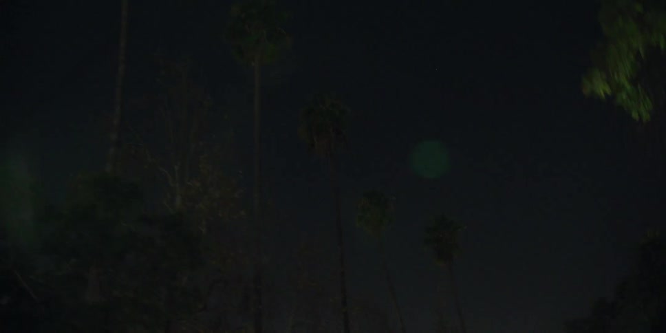 Palm trees fill the night sky