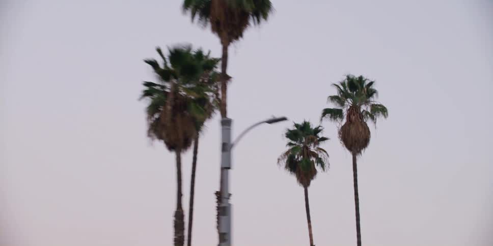 Looking up at palm trees on the side of the road
