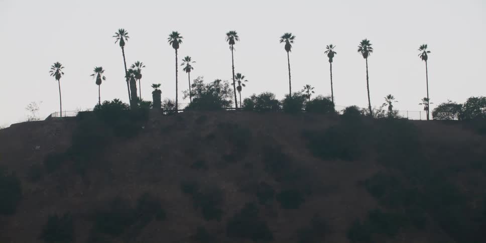 The hill is covered with palm trees