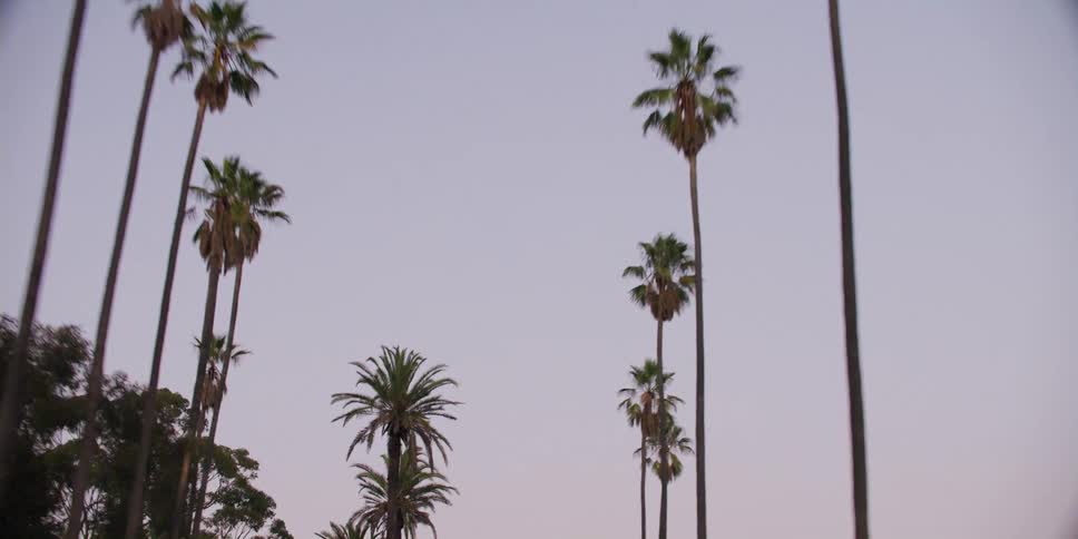 The sky is filled with rows of palm trees