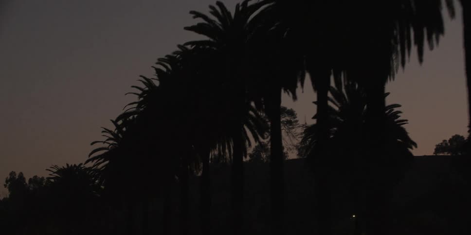 Driving by rows of palm trees at dusk
