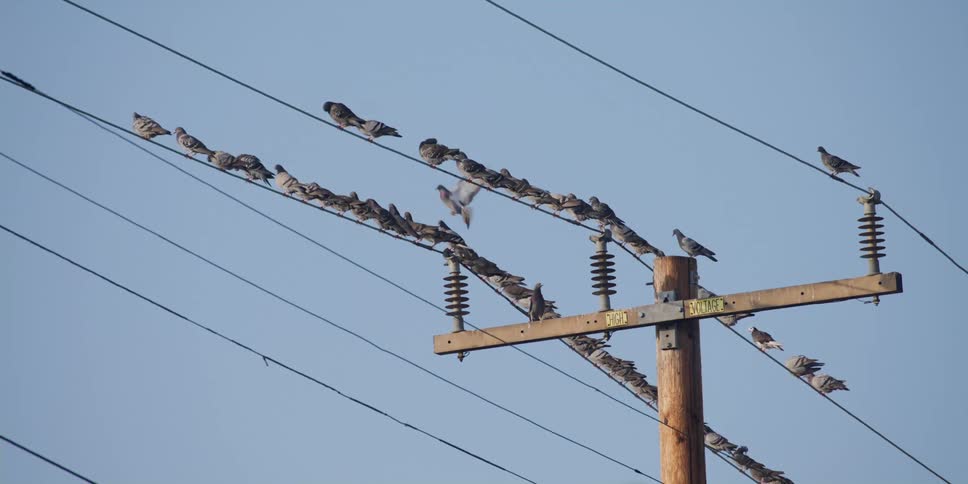 A group of pigeons perged on power lines