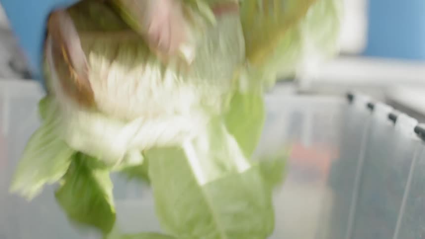 A person dumps a basket of plants into a plastic tote