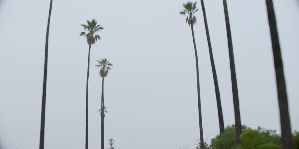 Looking up at palm trees along the road side