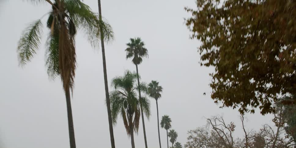 Traveling on a road looking up at the trees and palm trees on the roadsides