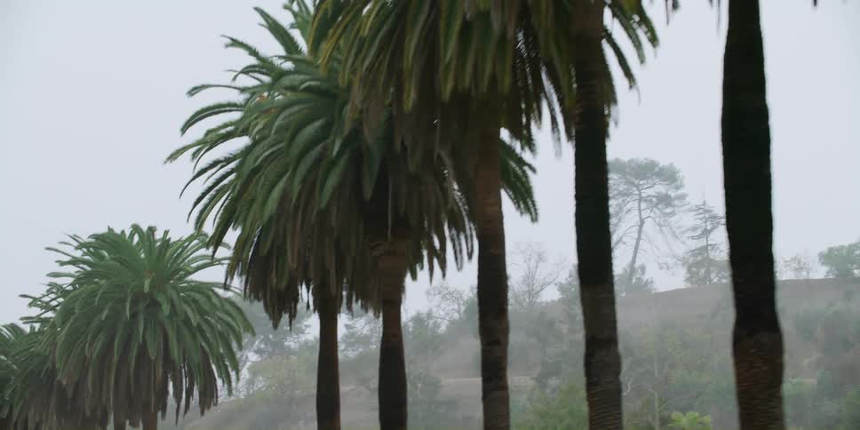 Looking up at a row of palm trees in a foggy sky