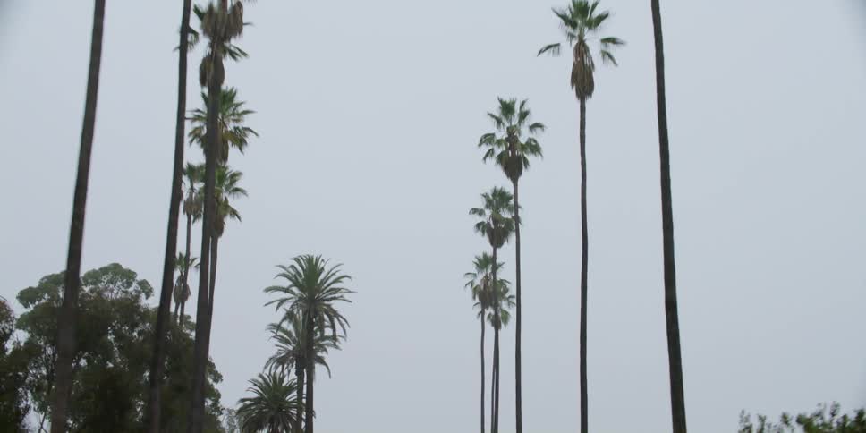 Traveling on a road looking up at the palm trees and other trees on the roadsides