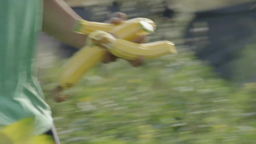 A man carries yellow vegetables to a plastic basket