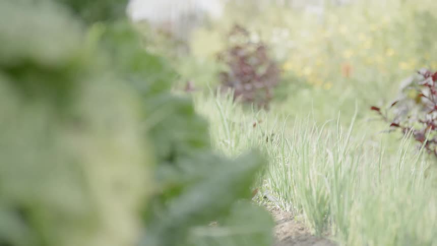 Plants sway in the wind during the day