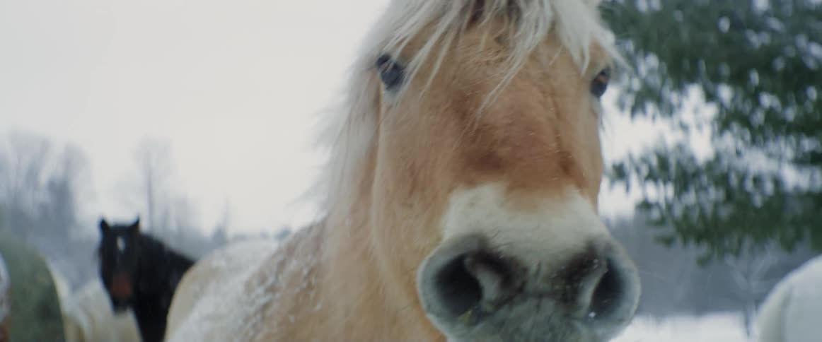 Brown horse in the snow chewing food with a black horse behind him