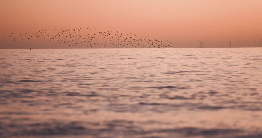 A large flock of birds are flying over the ocean in a colorful sky