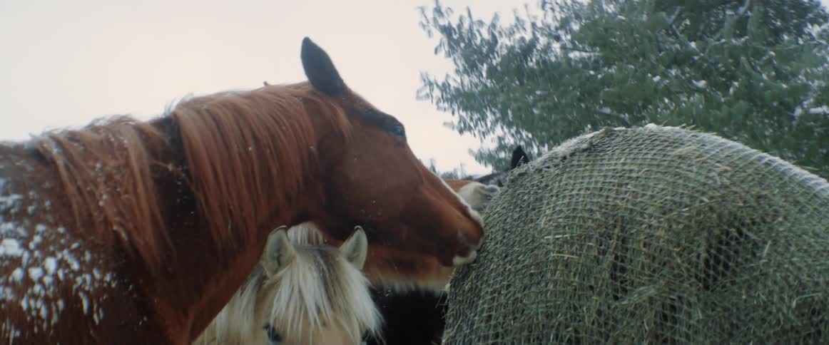 Close up of horses eating hay from burlap sack outdoors while snowing