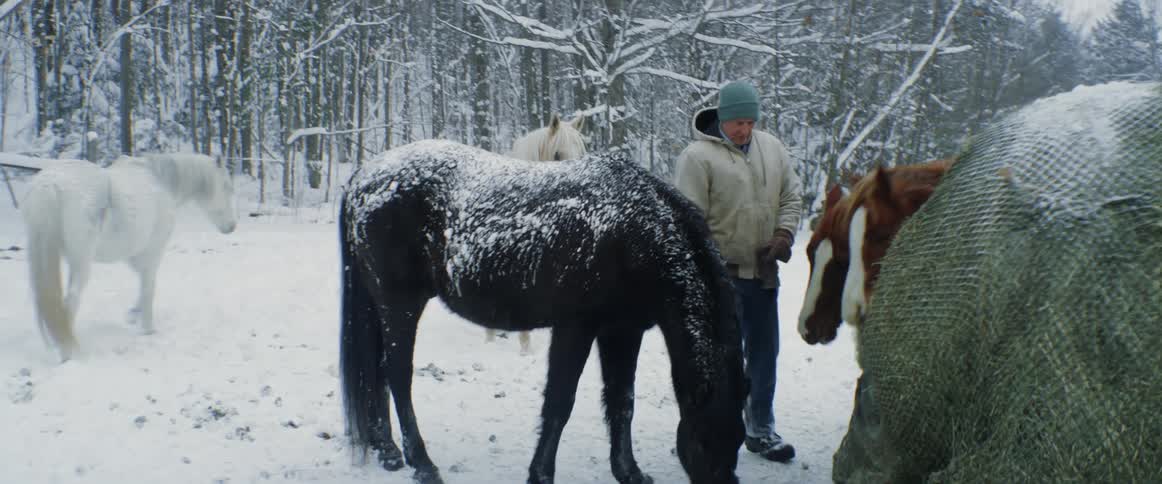 A man in a pasture picks up hay and feeds it to a horse