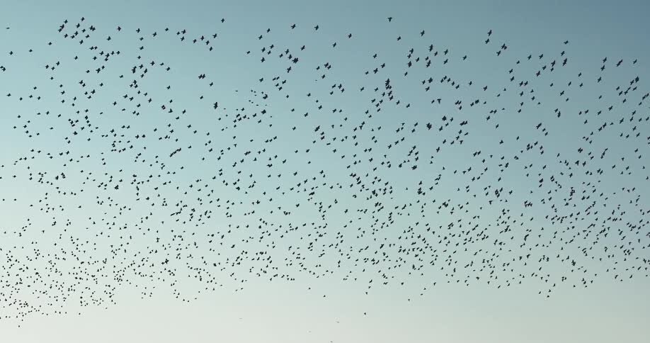 A Murmuration of birds are flying in the sky