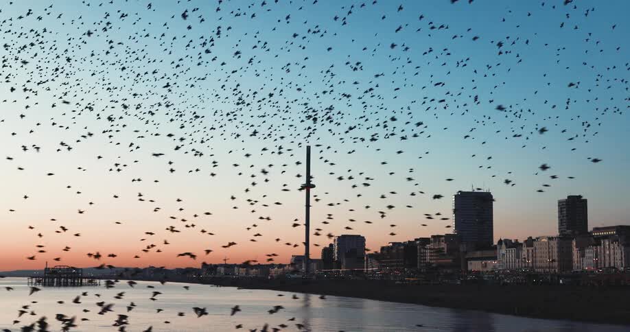 A large murmuration of birds flies over city buildings and coast at sunrise