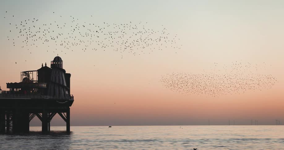 Birds flying over the water by a dock with a boat in the distance