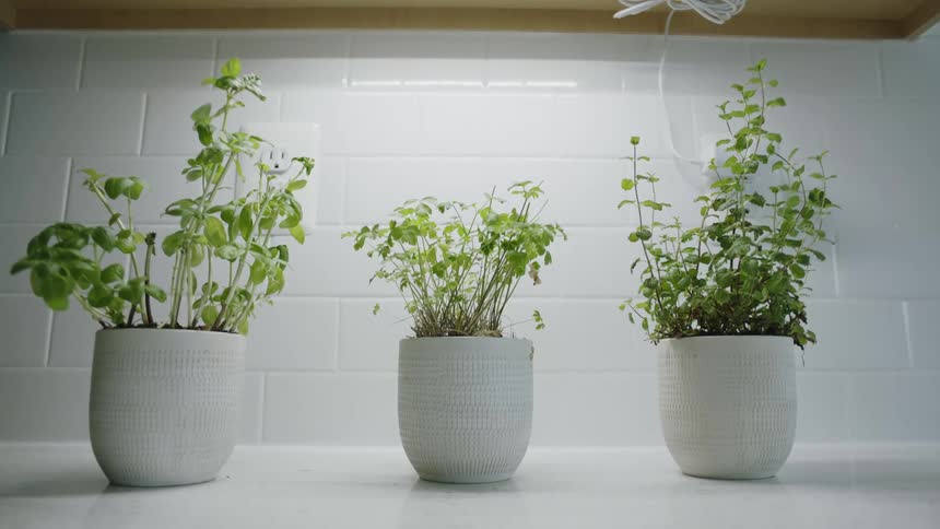 Three plants are on the counter