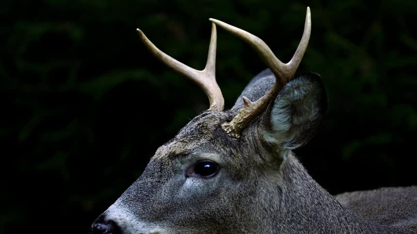 Deer with brown fur and short horns