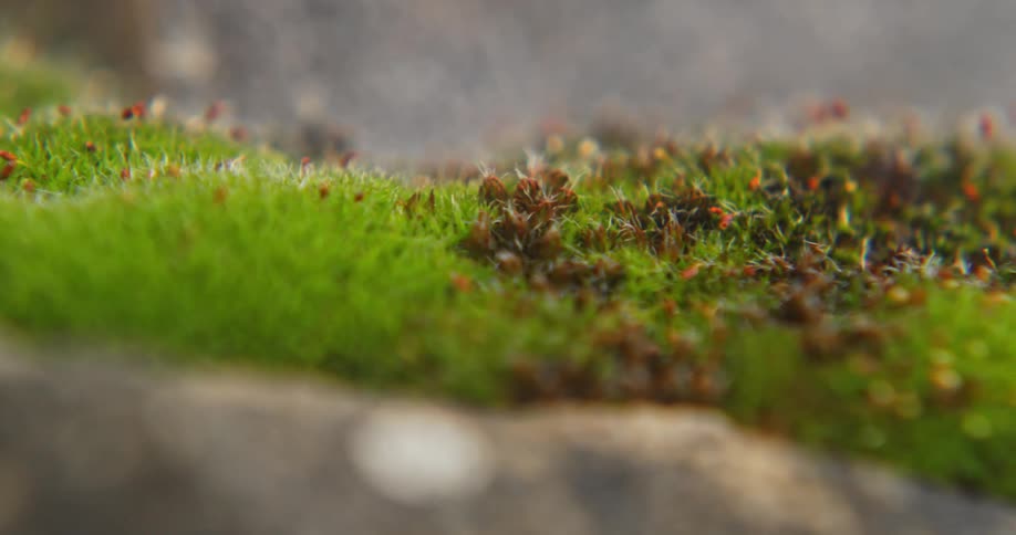 Fungus grows out of moss on top of a brick