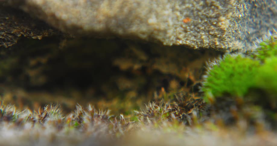 Moss covers ground and stone flowering near textured rock