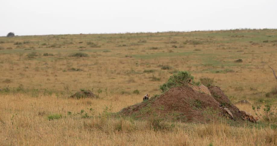 African animals playing around a high dirt mound