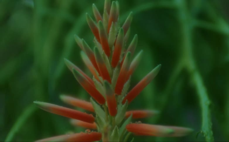 A view of a plant with red and green leaves