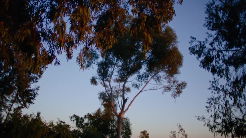Trees with leaves in fall colors move in the breeze