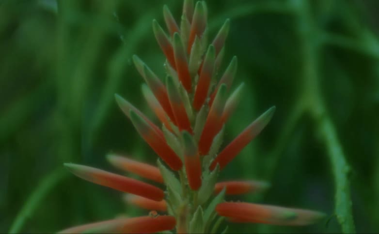 Rain falls on the red and green plant on a breezy day