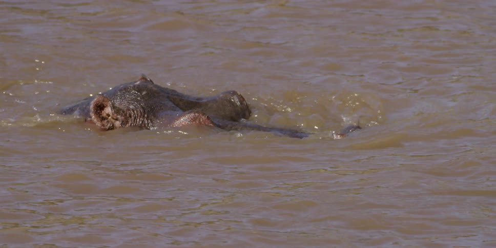 A large hippo slowly submerges underwater