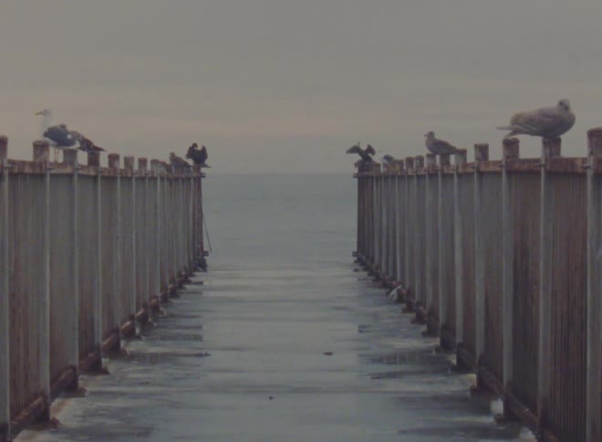 Birds are sitting on the pier