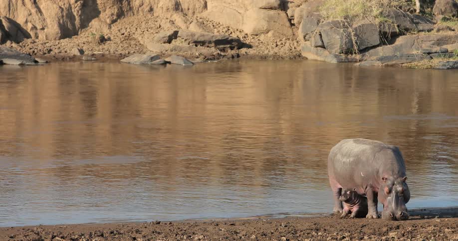 A large hippo and her calf rest near a watering hole during the day