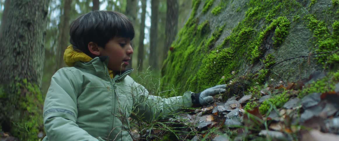 A young boy is picking up moss on a tree in the forest