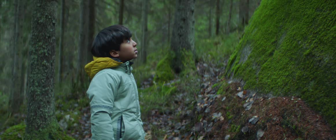 A young boy is standing in a forest looking up a moss covered tree