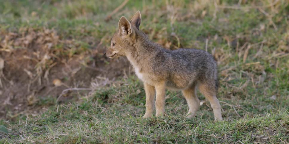 A young wolf pup looks pensive