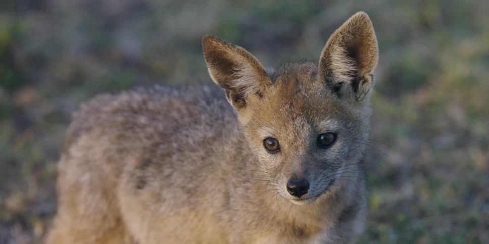 A brown fox surveying his surroundings