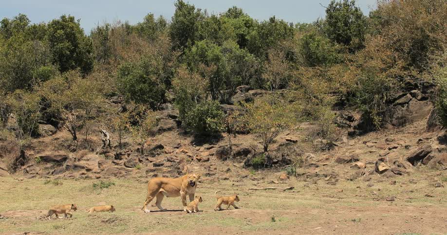 A lion and cubs walk across a field toward some hills