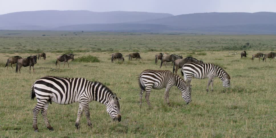 African Savannah
