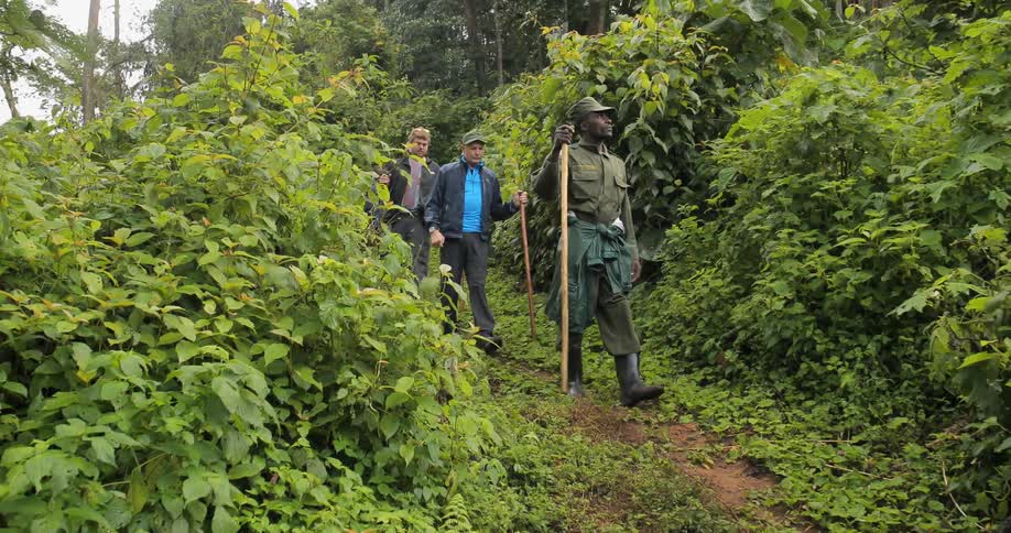 A line of people follow a guide down a jungle path