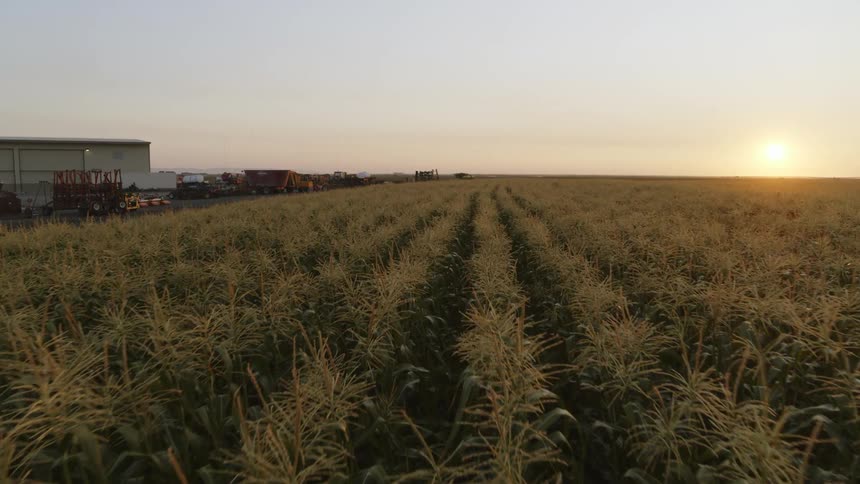 Rows of corn grow along the edge of a farm yard as the sun glows on the horizon