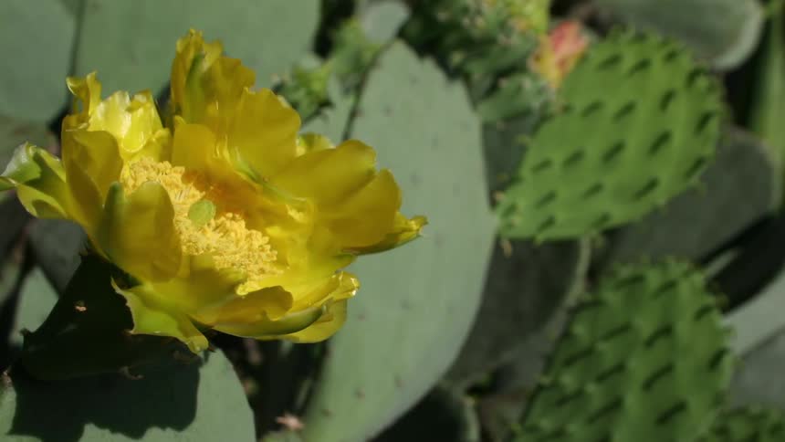 Flowers on a cactus open up