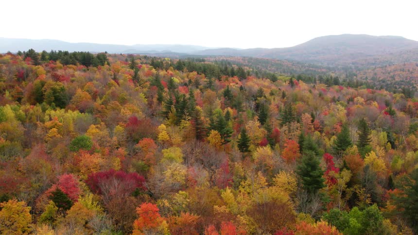Aerial view of a forest of trees with bright fall colored leaves and mountains in the distance